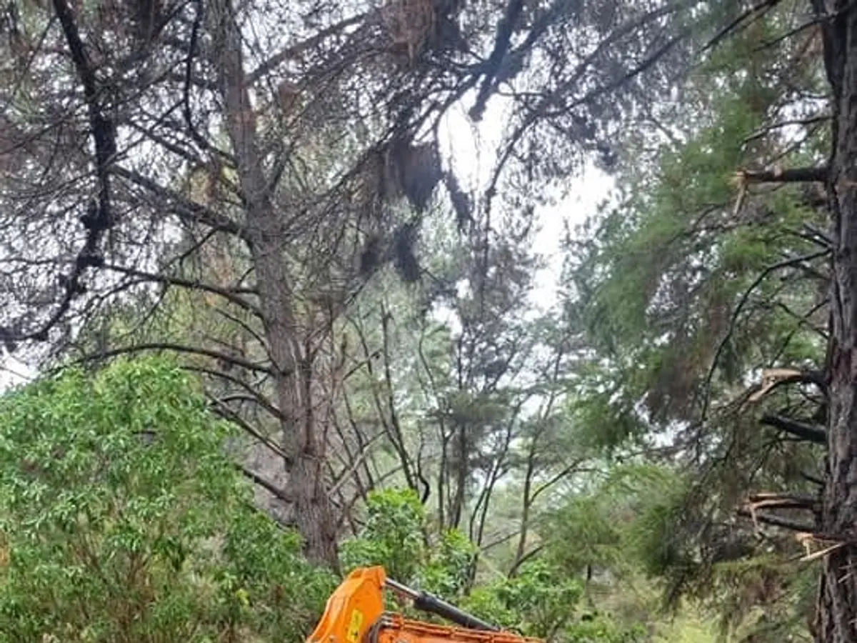 Forestry Mulching & Scrub Clearing, R K Contracting